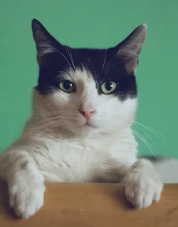 Kucing peliharaan