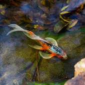 Ikan peliharaan