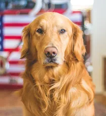 Anjing golden retriever