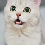 Kucing putih